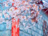 义乌市湾柑电子商务商行