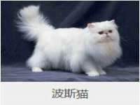 义乌市湾柑电子商务商行