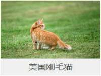义乌市湾柑电子商务商行