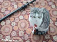 义乌市湾柑电子商务商行