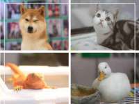 义乌市湾柑电子商务商行