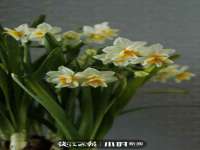 义乌市湾柑电子商务商行